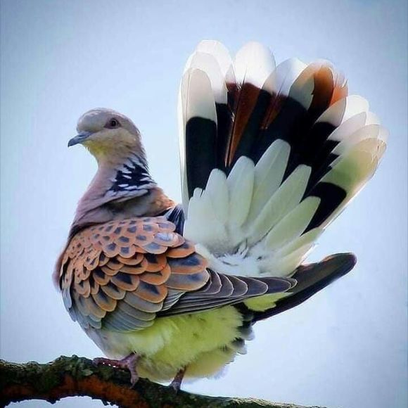 Meet your Posher, Frank - Picture 1 of 1